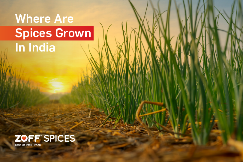 Discover the Spice Routes: Where Spices are Grown in India
