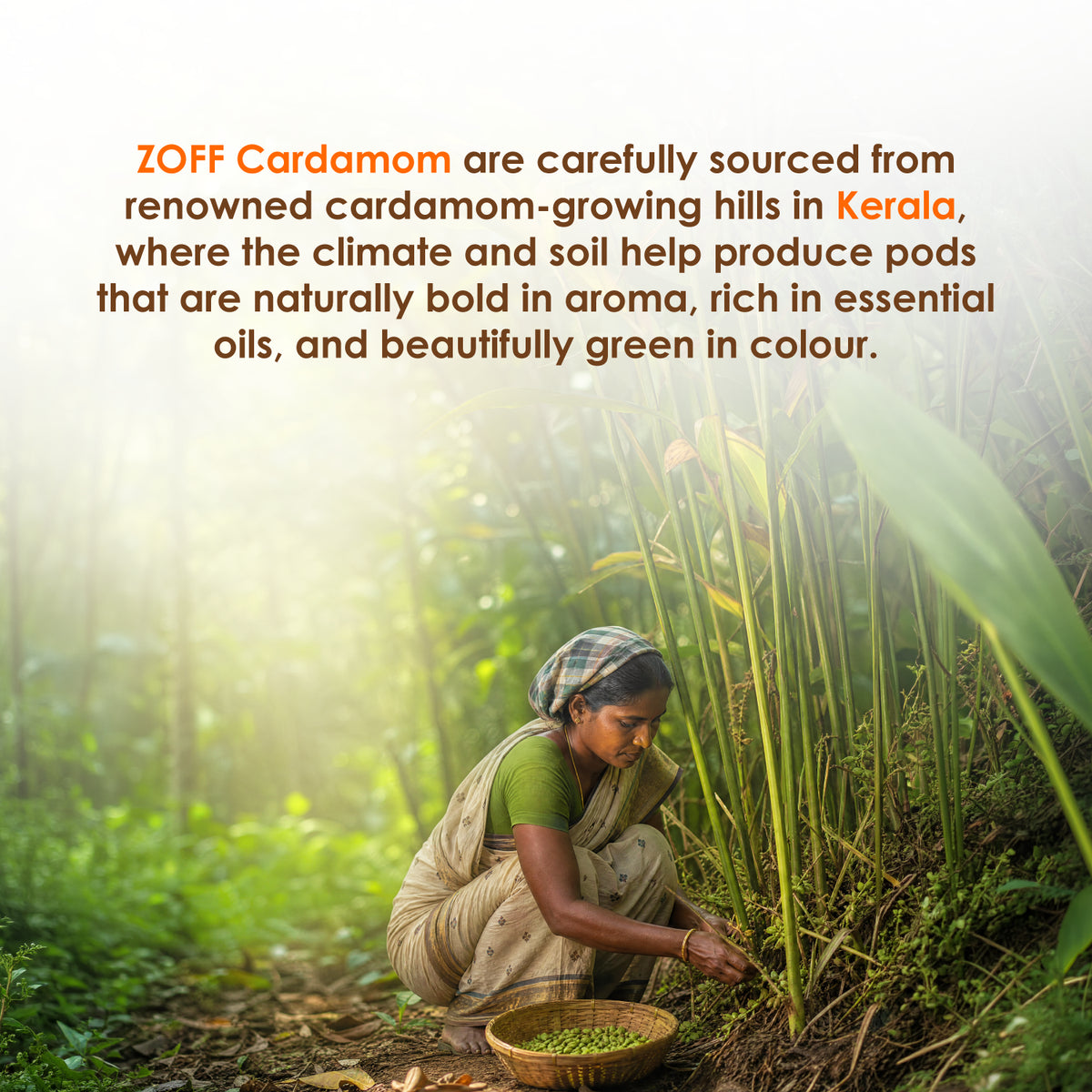 ZOFF Green Cardamom 4