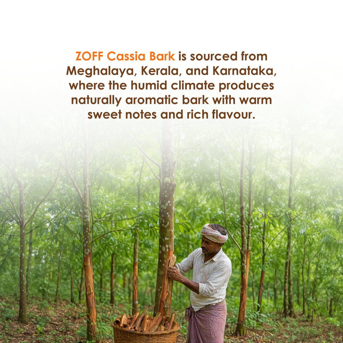 ZOFF Cassia Bark 5