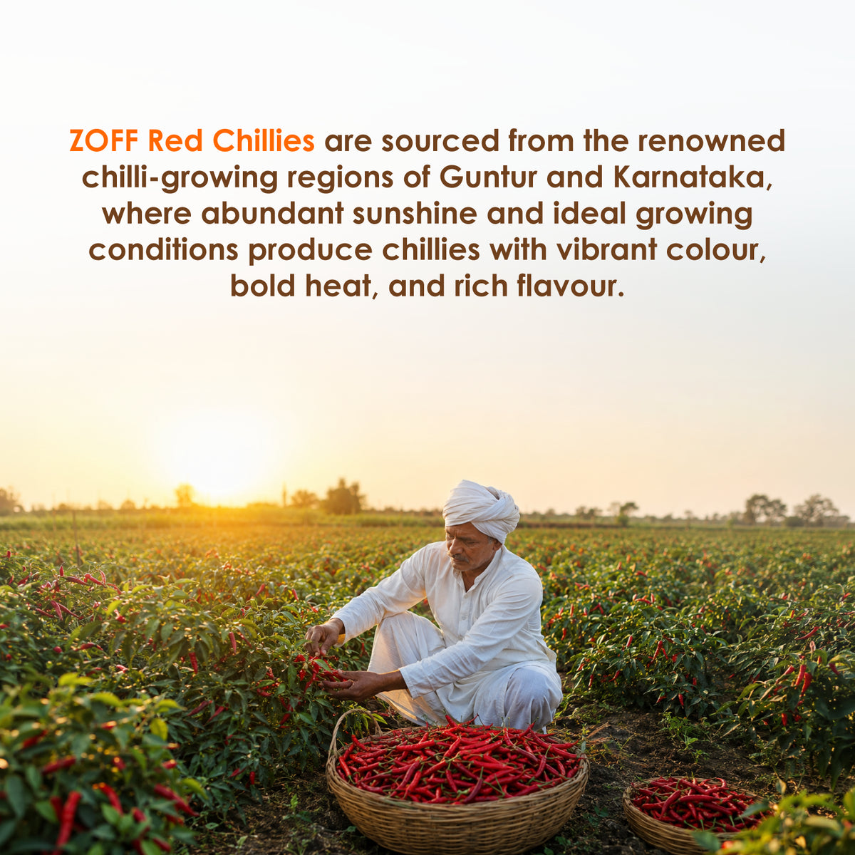 ZOFF Dried Red Chillies 5
