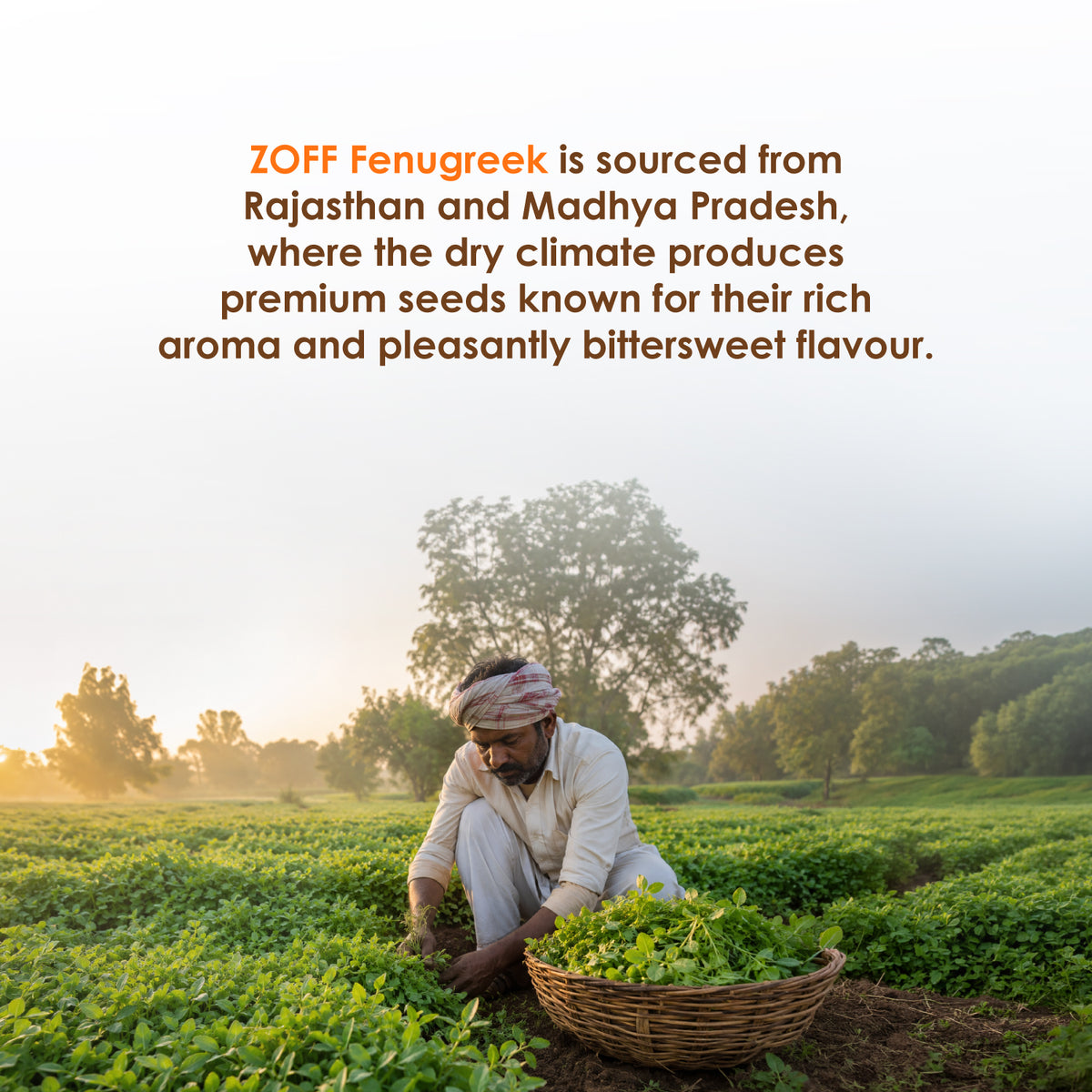 ZOFF Fenugreek Seeds 5