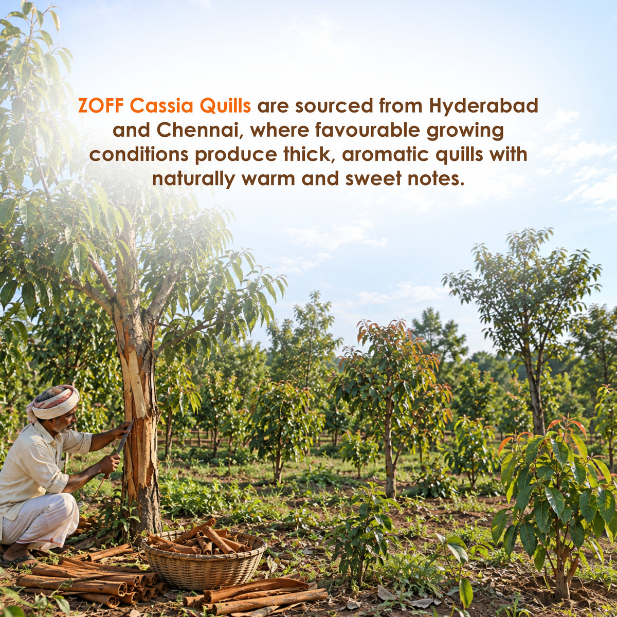 ZOFF Cassia Quills 6